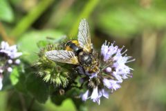 Tachina fera , Potteric Carr. 