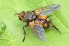 Tachina fera , Potteric Carr.