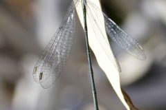 Willow Emerald - Chalcolestes viridis, Potteric Carr.