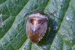 Woundwort Shieldbug, (Eysarcoris venustissimus) - Potteric Carr. 