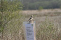 Wheatear - Thorne Moor