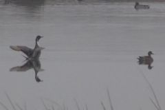 Pintail - Thorne Moor