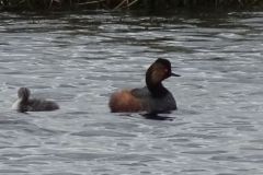Black-necked Grebe - Thorne Moor