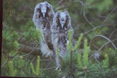 Juvenile Long Eared Owls, Hatfield.