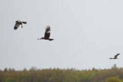 Marsh Harriers - Thorne Moor