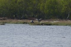 Cranes, shows the male displaying to the female Thorne Moor