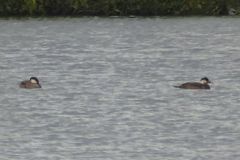 Common Scoter - Thorne Moor