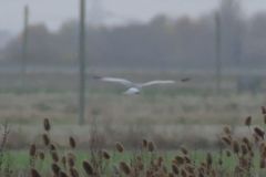 Male Hen Harrier - Thorne Moor
