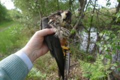 Hobby found dead - Thorne Moor