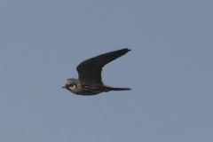 Hobby - Thorne Moor