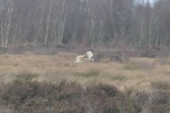 Barn Owl - Thorne Moor