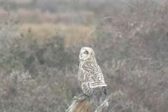 Short Eared Owl - Thorne Moor