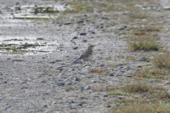 Water Pipit - Thorne Moor