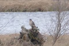 Merlin - Thorne Moor