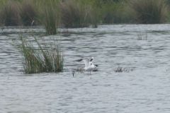 Avocet - Thorne Moor
