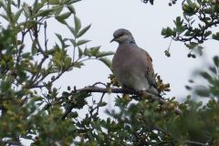 Turtle Dove - Thorne Moor