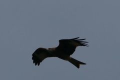 Red Kite - Thorne Moor