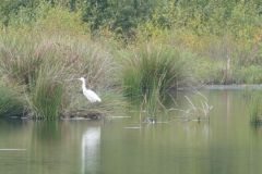 Little Egret - Thorne Moor