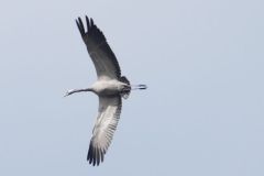 Crane - Thorne Moor