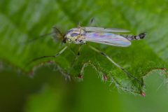 Chironomus dilutus (male), non-biting midge, NWT Idle Valley NR.
