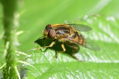 Helophilus pendulus, NWT Idle Valley NR.