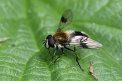 Leucozona lucorum (Hoverfly), NWT Idle Valley NR.
