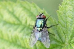 Lucilia sericata (Blowflies), NWT Idle Valley NR.