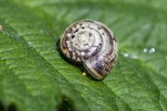 Trochulus hispidus (Hairy Snail) - NWT Idle Valley NR.