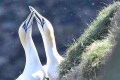 Gannet - Morus bassanus, RSPB Bempton Cliffs. 
