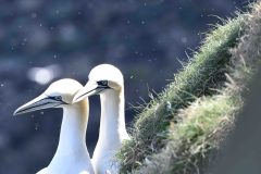 Gannet - Morus bassanus, RSPB Bempton Cliffs. 