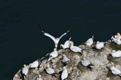 Gannet - Morus bassanus, RSPB Bempton Cliffs. 