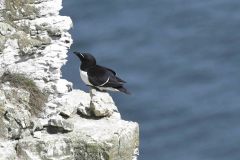 Razorbill - Alca torda, RSPB Bempton Cliffs.