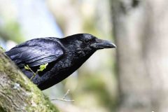 Carrion Crow - Corvus corone, Sherwood Forest.
