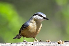Nuthatch - Sitta europaea, Sherwood Forest.