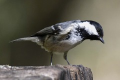 Coal Tit - Periparus ater, Sherwood Forest.