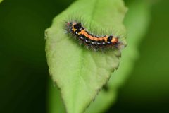 Yellow-tail - Euproctis similis, Bridle path between Woodall & Wales,