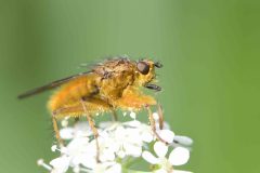 Yellow Dung Fly - Scathophaga stercoraria, Woodall to Wales Bridle Path.