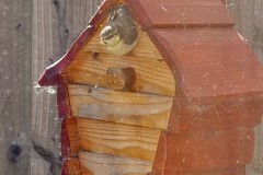 Nora Boyle's Blue Tit Nest Box events, 2025