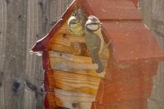 Nora Boyle's Blue Tit Nest Box events, 2025