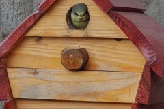 Nora Boyle's Blue Tit Nest Box events, 2025