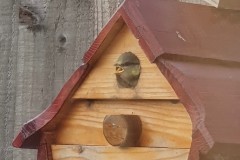 Nora Boyle's Blue Tit Nest Box events, 2025