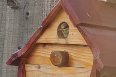 Nora Boyle's Blue Tit Nest Box events, 2025