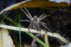 Wolf Spider, River Idle, Bawtry.
