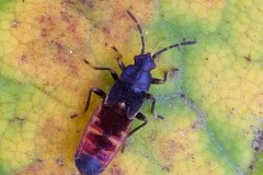 European Chinchbug (Ischnodemus sabuleti) nymph - River Idle, Bawtry.