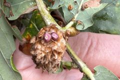 Silk button spangle galls growing on an artichoke gall, Potteric Carr