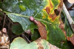 Silk Button Spangle galls on the surface of the leaf as opposed to the majority being formed on the underside, Potteric Carr.