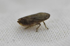 Alder spittle bug - Aphrophora alni, Anston Stones. 
