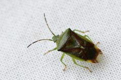 Birch Shieldbug - Elasmostethus interstinctus, Anston Stones. 