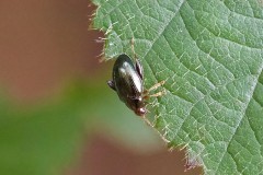 Cabbage-stem Flea Beetle, (Psylliodes chrysocephala), Anston Stones. 