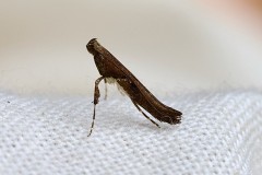 Caloptilia semifascia, Anston Stones. 